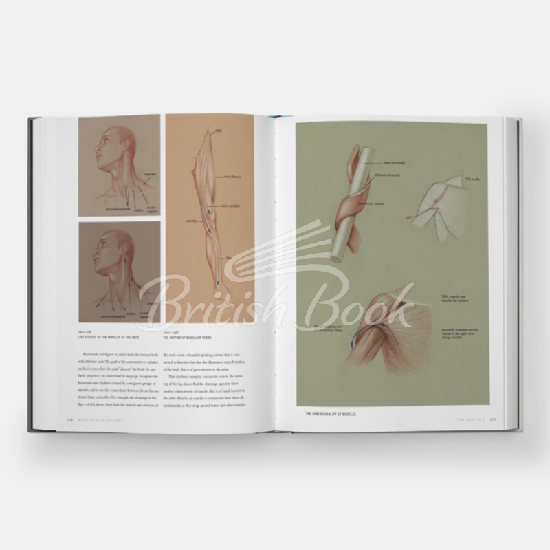 Книга Basic Human Anatomy: An Essential Visual Guide for Artists зображення 2