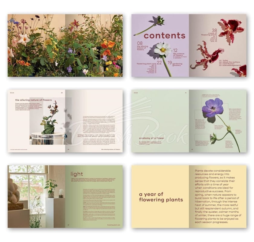 Книга Bloom: Flowering Plants for Indoors and Balconies зображення 13