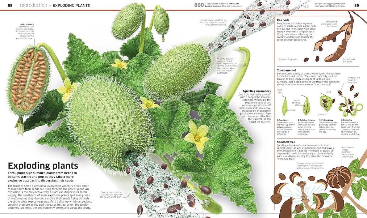 Книга Knowledge Encyclopedia Plants and Fungi! изображение 2