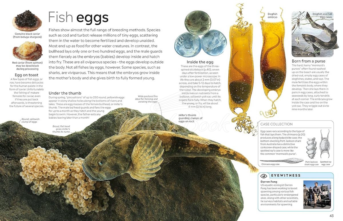 Книга Fish зображення 3