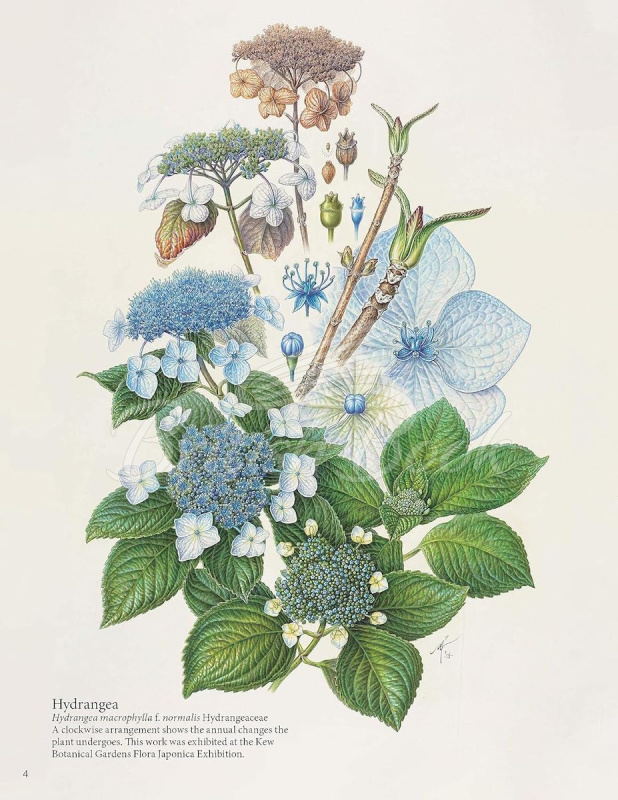 Книга A Step-by-Step Guide to Botanical Drawing and Painting зображення 2