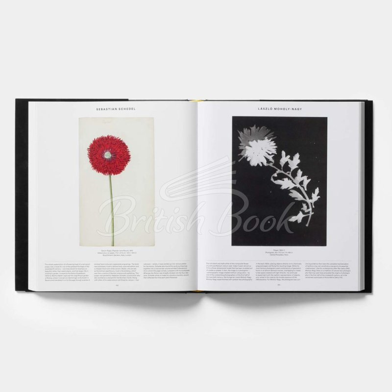 Книга Plant: Exploring the Botanical World изображение 6