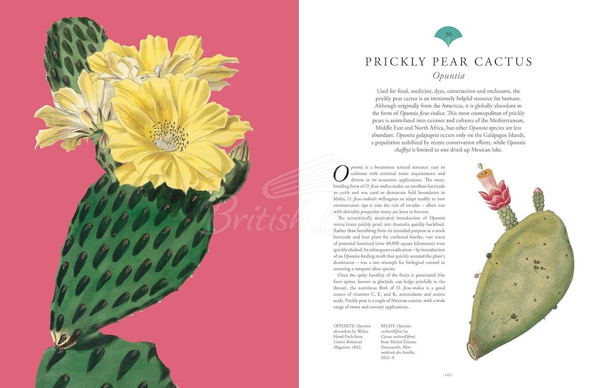 Книга Kew Rare Plants изображение 5