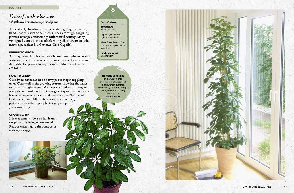 Книга The Kew Gardener's Guide to Growing House Plants зображення 7