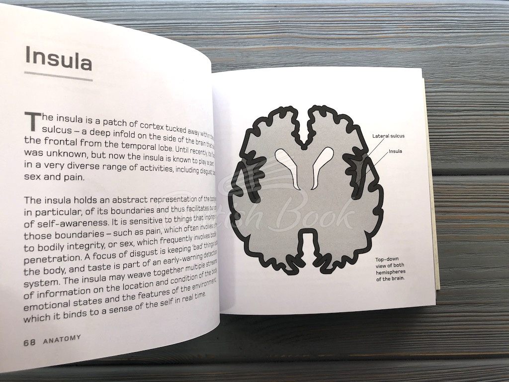 Книга The Brain in Minutes изображение 10