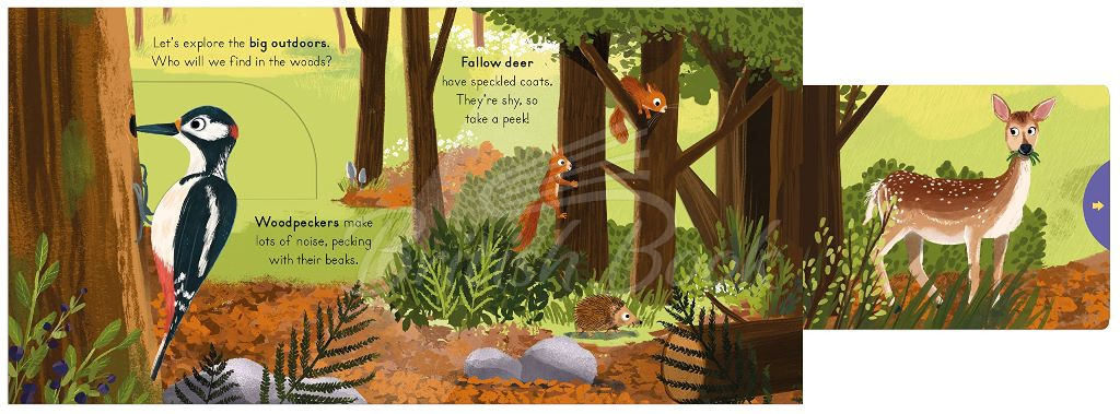 Книга Big Outdoors for Little Explorers: Woods изображение 3