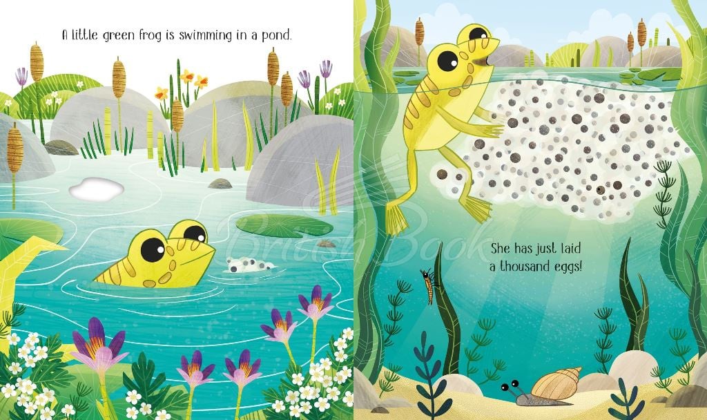 Книга One Little Frog зображення 3