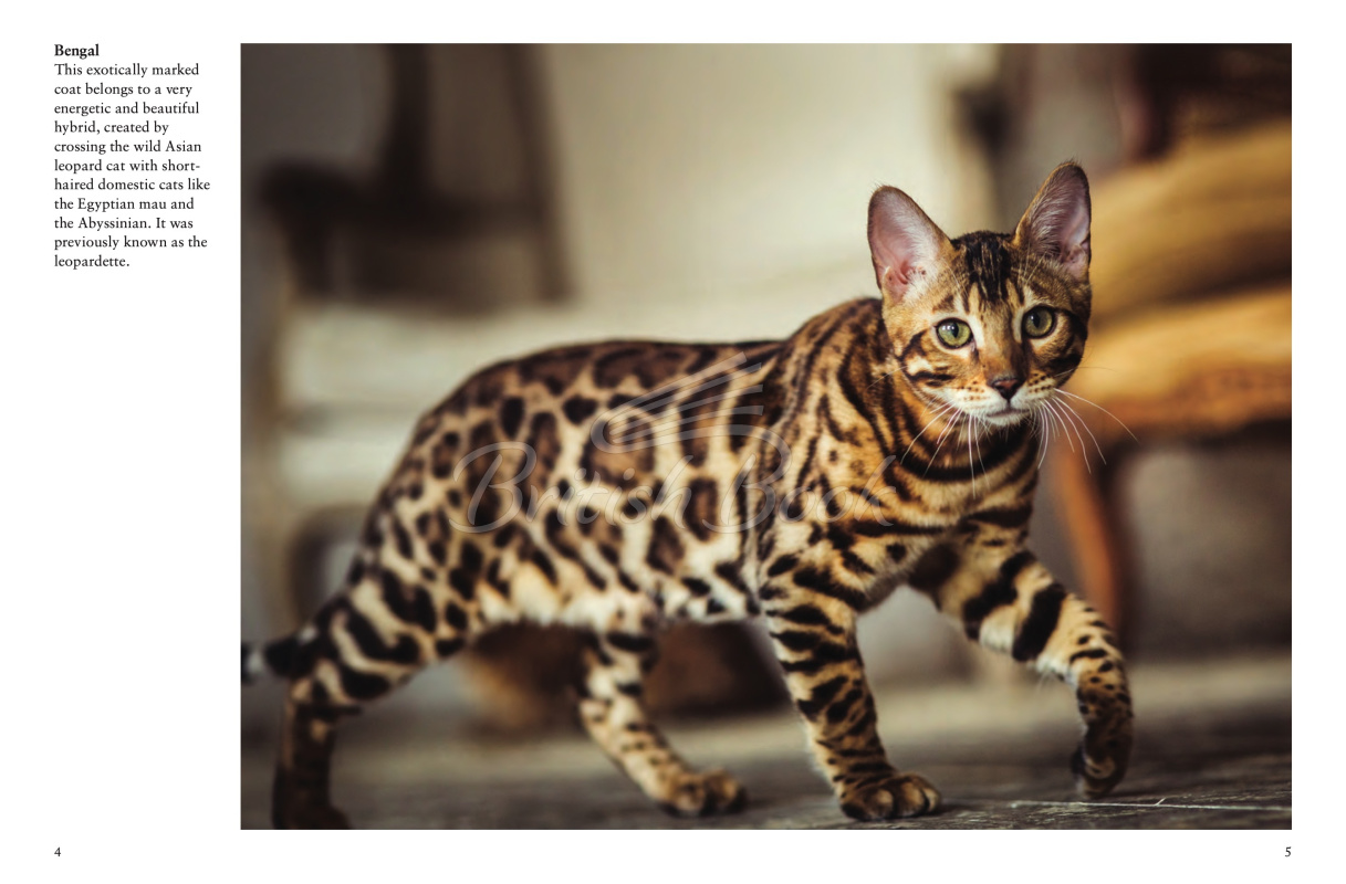 Книга Cats: A Celebration of Our Feline Friends изображение 2