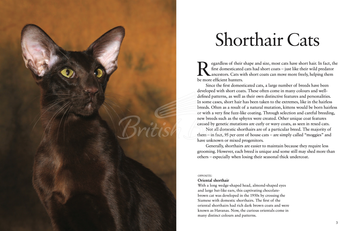 Книга Cats: A Celebration of Our Feline Friends изображение 1