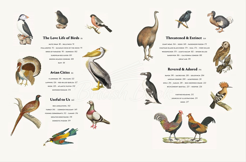 Книга Remarkable Birds зображення 5