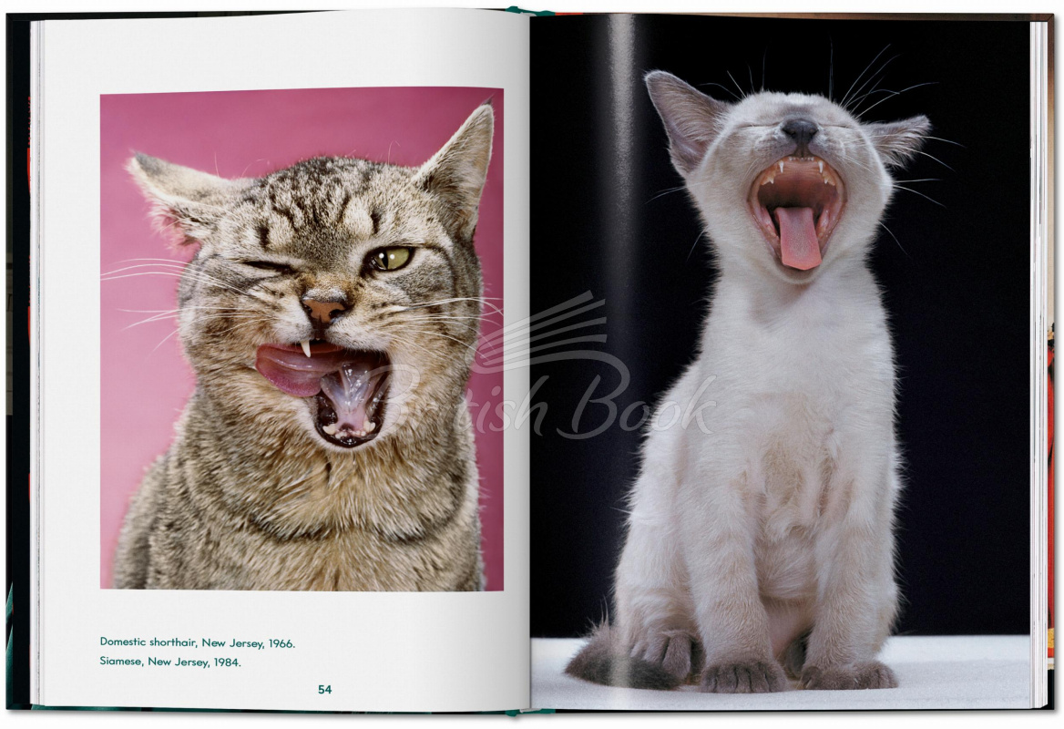 Книга Walter Chandoha. Cats. Photographs 1942–2018 изображение 3