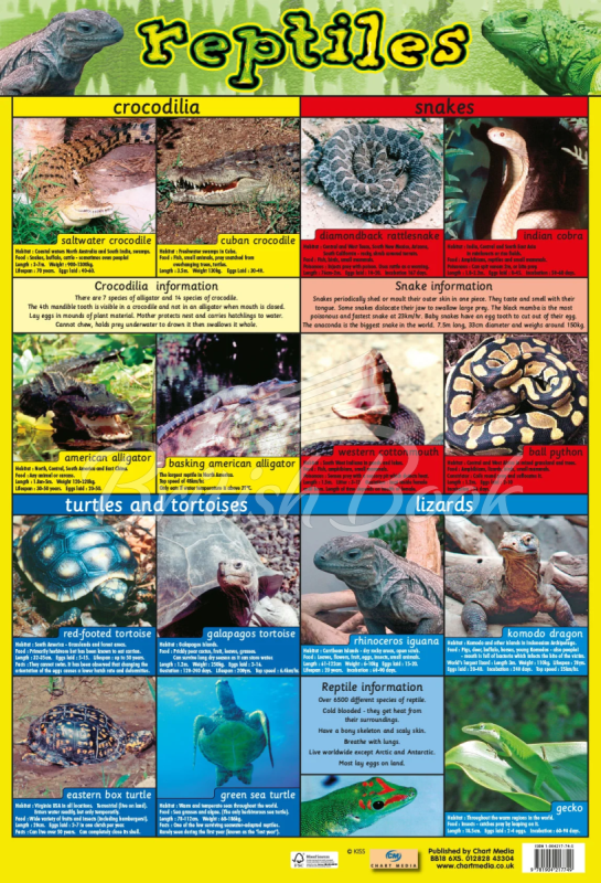 Плакат Reptiles Poster зображення
