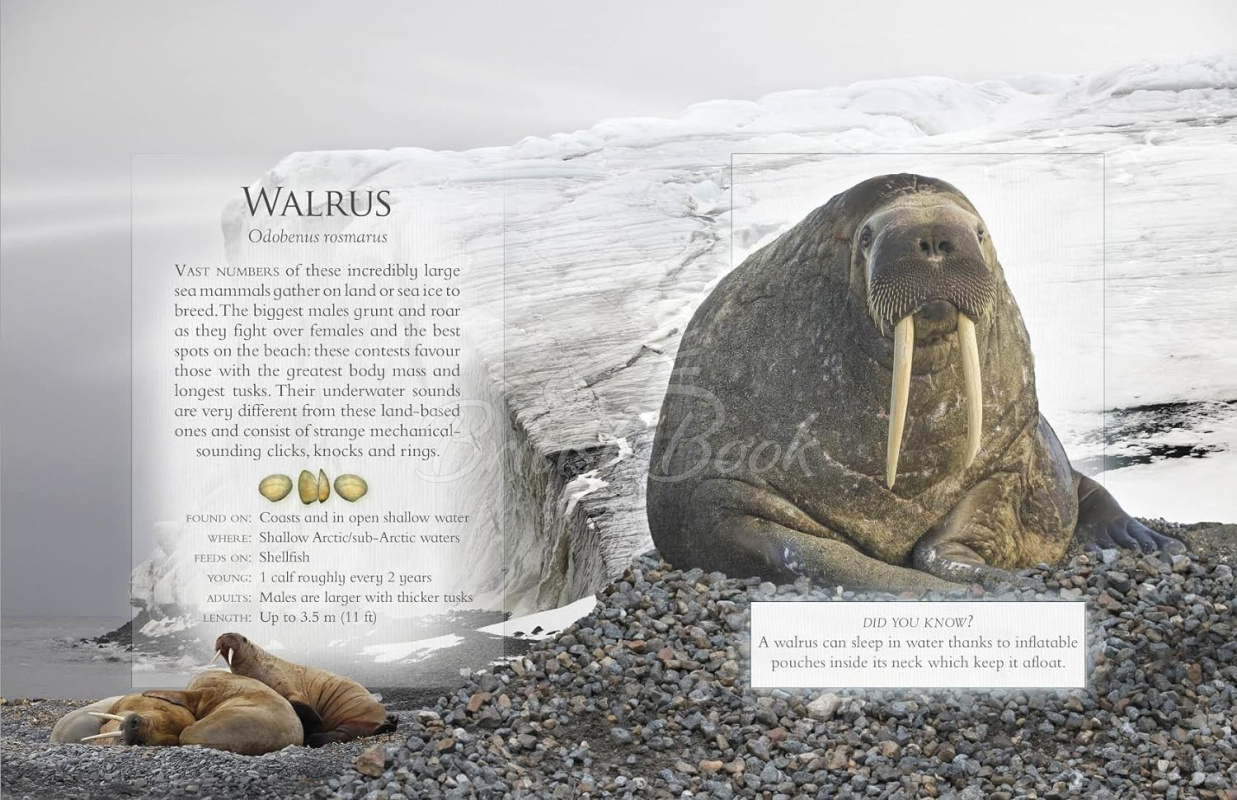 Книга The Little Book of Ocean Animal Sounds зображення 2