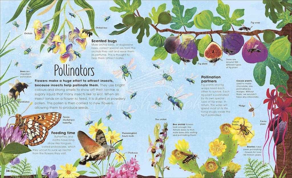 Книга The Book of Brilliant Bugs изображение 6
