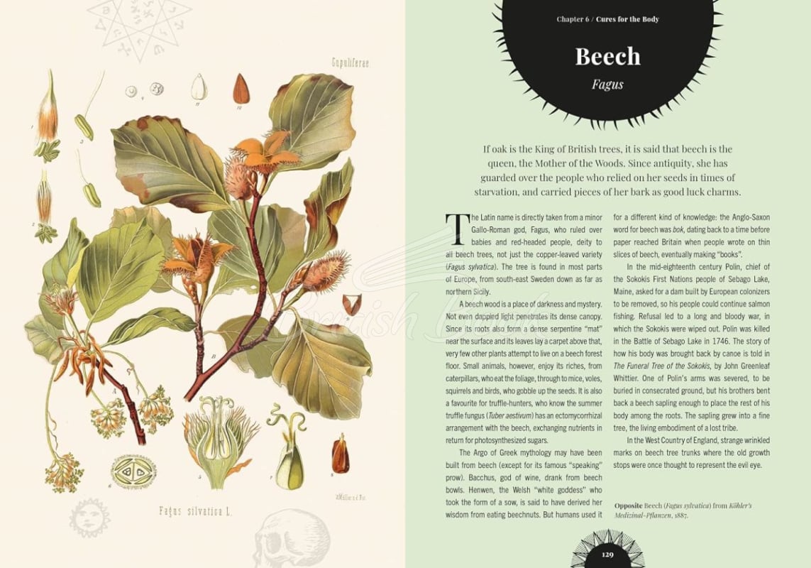Книга Kew: Witch's Forest зображення 3