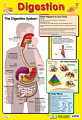 Digestion Poster