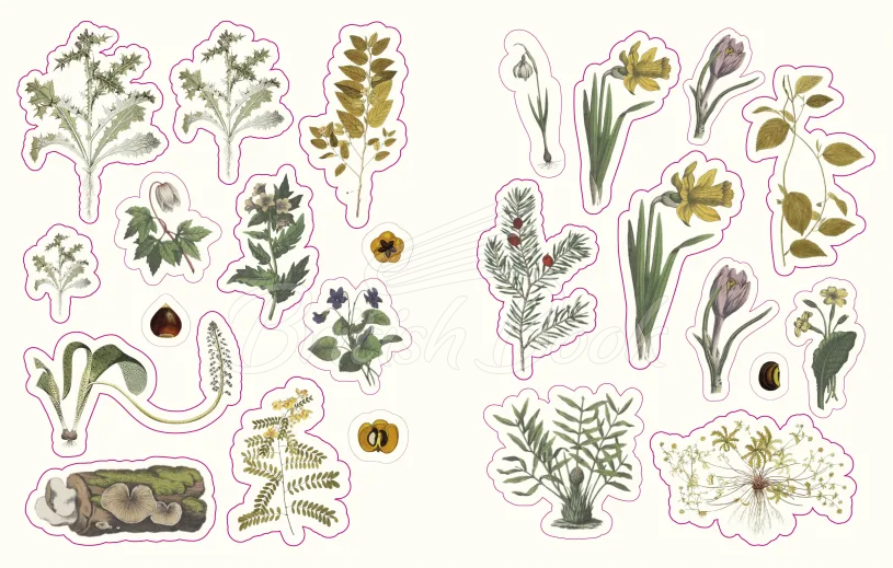 Книга The Forests, Fairies, and Fungi Sticker Anthology изображение 2