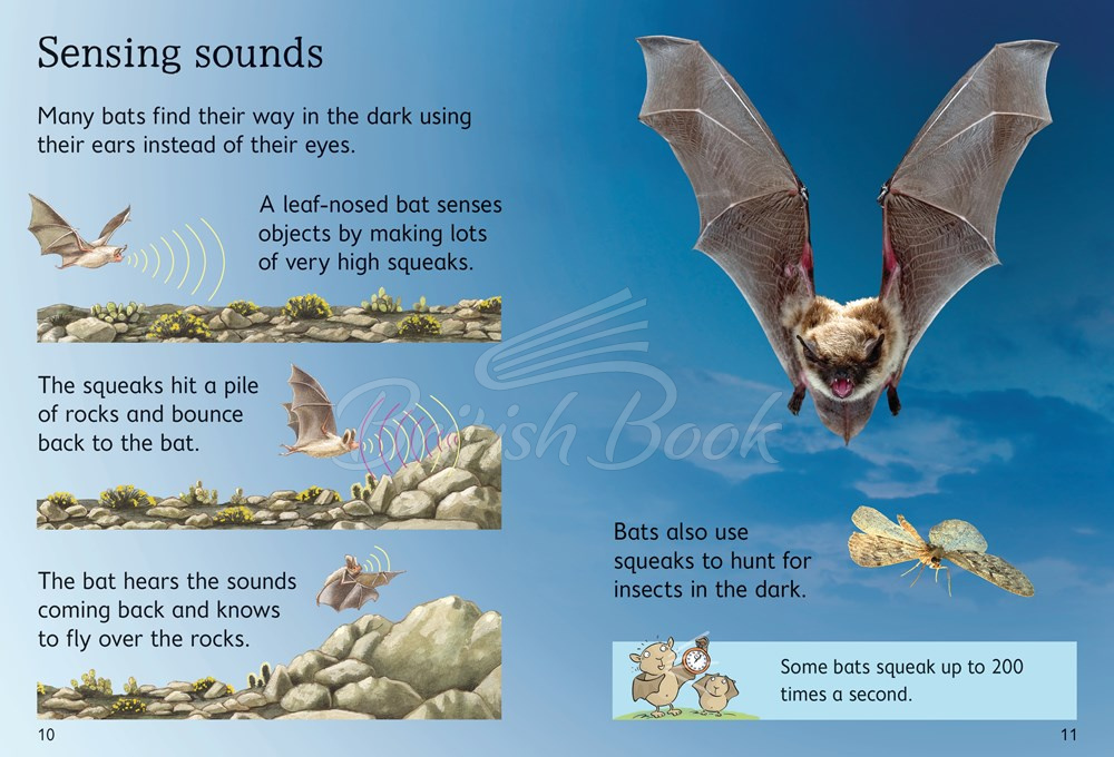 Книга Usborne Beginners Bats зображення 2