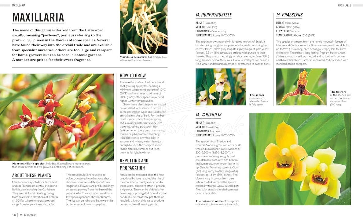 Книга Orchids зображення 7