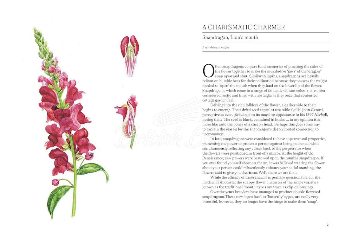 Книга A Short History of Flowers зображення 4