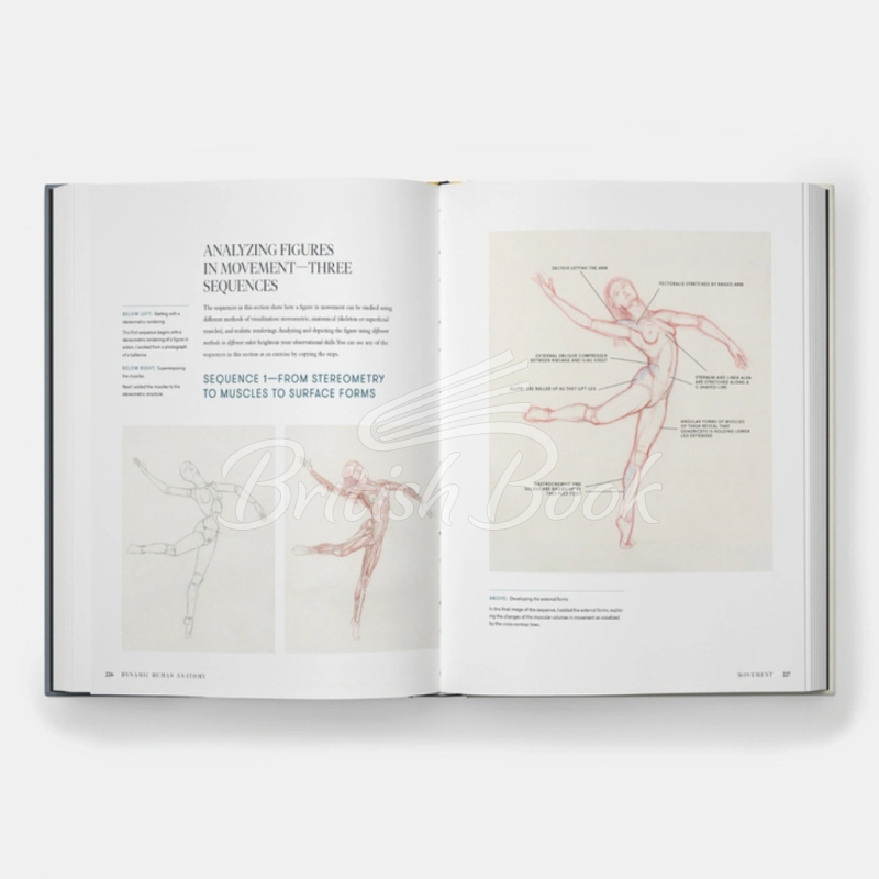 Книга Dynamic Human Anatomy: An Artist's Guide to Structure, Gesture, and the Figure in Motion зображення 5