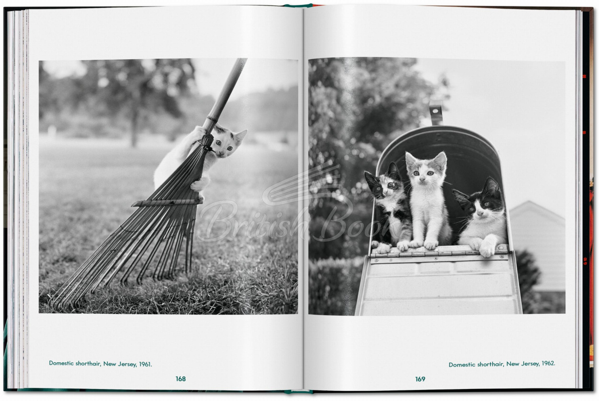 Книга Walter Chandoha. Cats. Photographs 1942–2018 изображение 6
