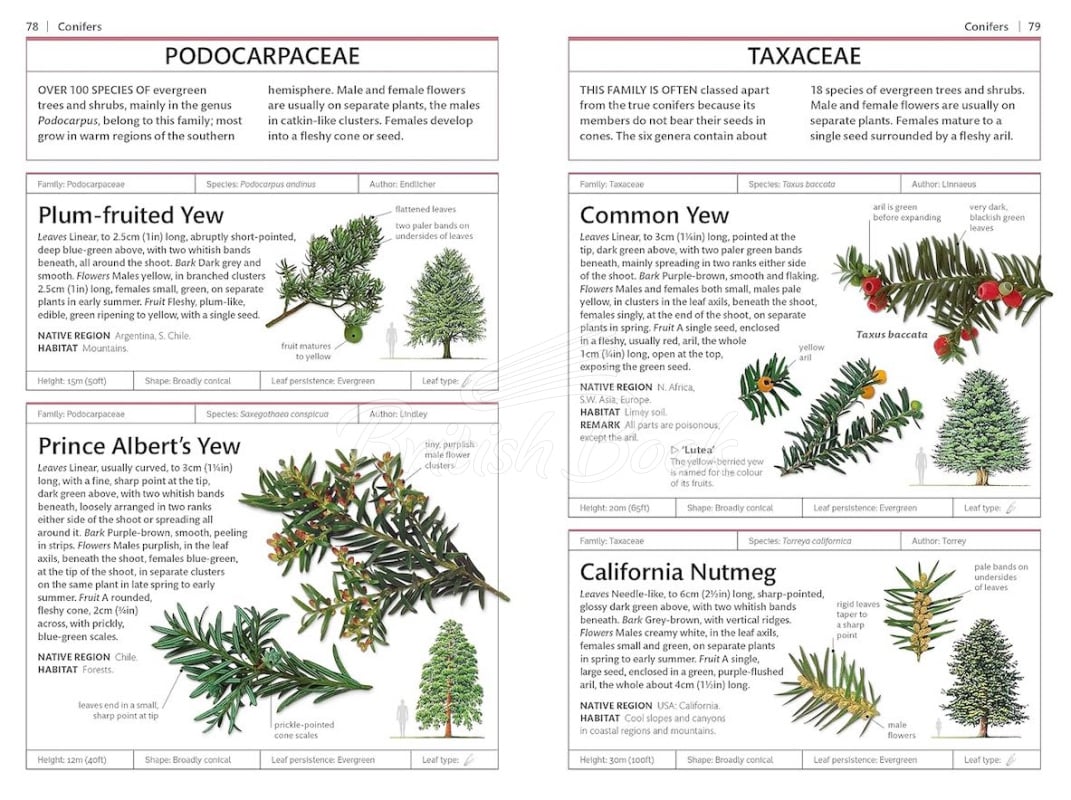 Книга Trees зображення 3