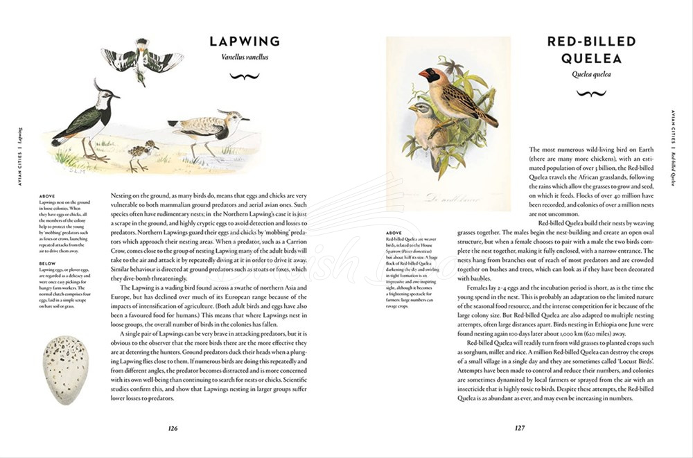 Книга Remarkable Birds зображення 11