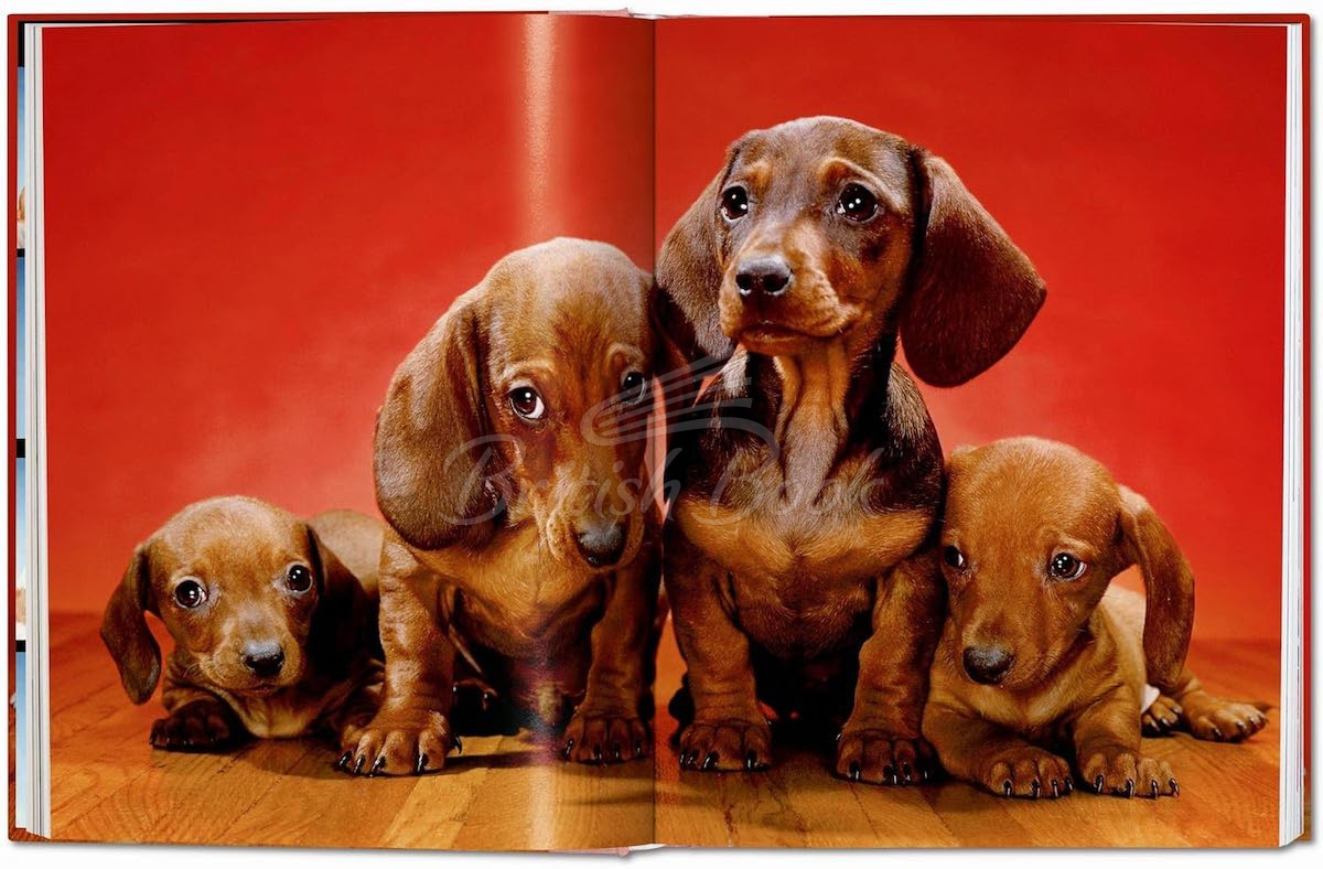 Книга Walter Chandoha. Dogs. Photographs 1941–1991 изображение 4
