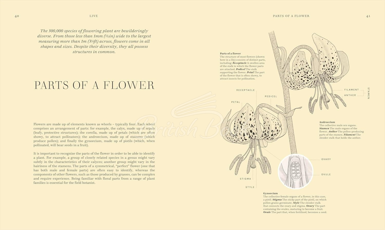 Книга Wildflowers: Discover the Science and Secrets Behind the World of Wildflowers зображення 3