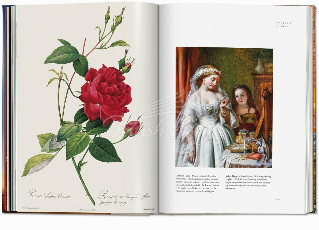Книга Plant Magick. The Library of Esoterica зображення 7