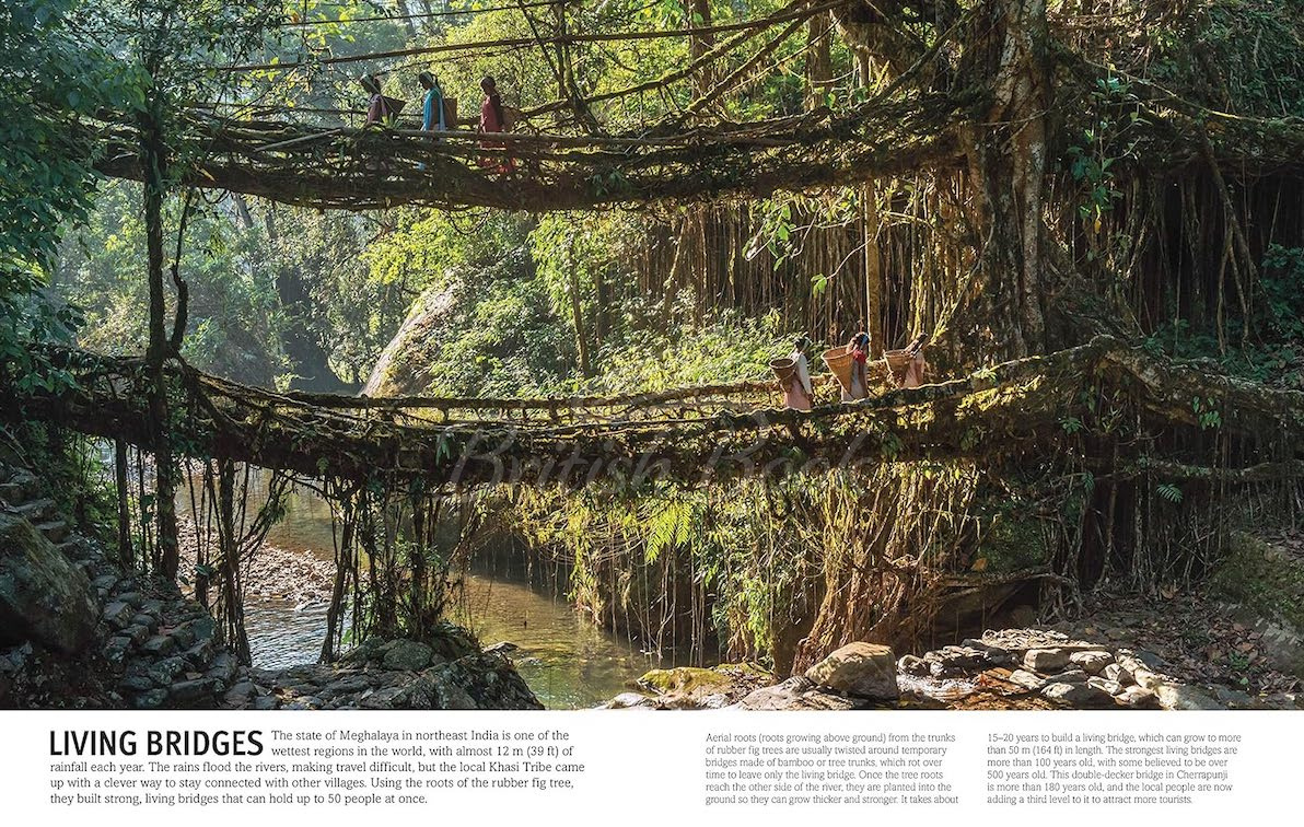 Книга Our World in Pictures Trees, Leaves, Flowers and Seeds купити