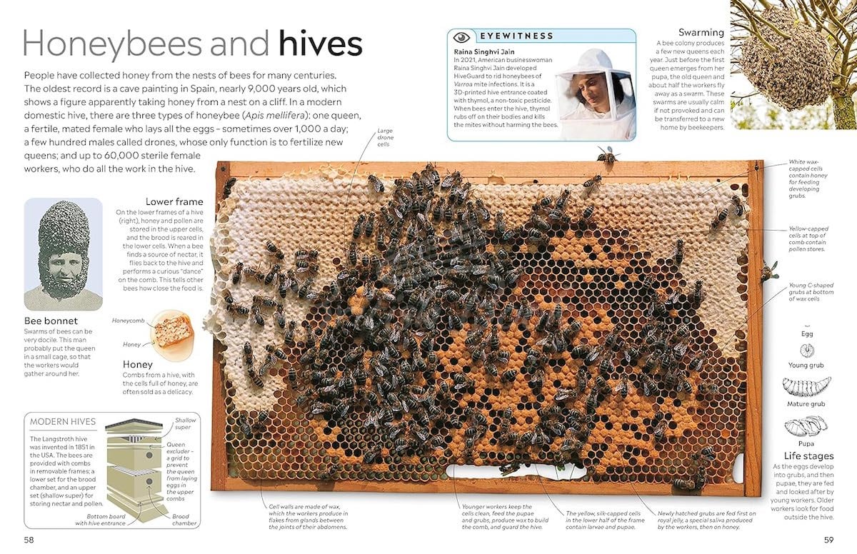 Книга Insect изображение 6