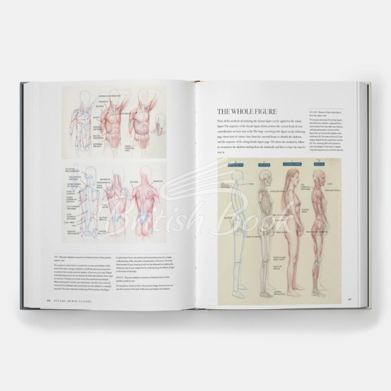 Книга Dynamic Human Anatomy: An Artist's Guide to Structure, Gesture, and the Figure in Motion зображення 4