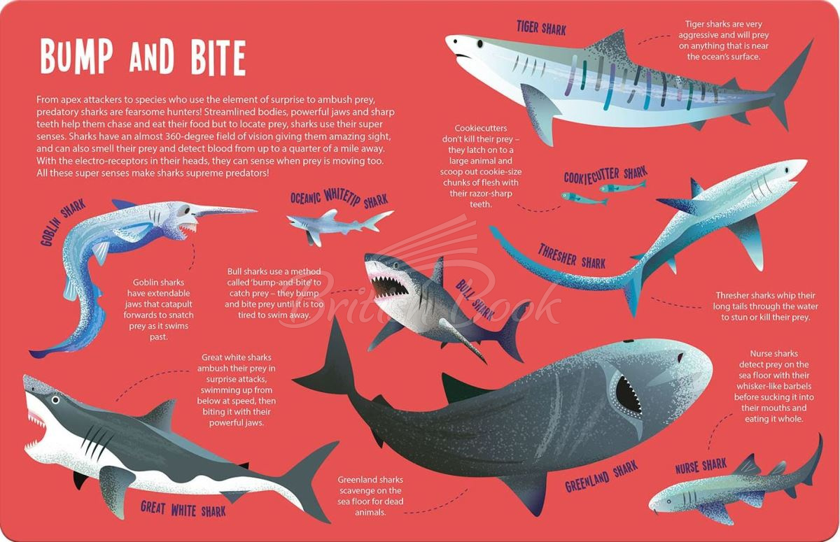 Книга Seek and Find Searchlight: Sharks изображение 9