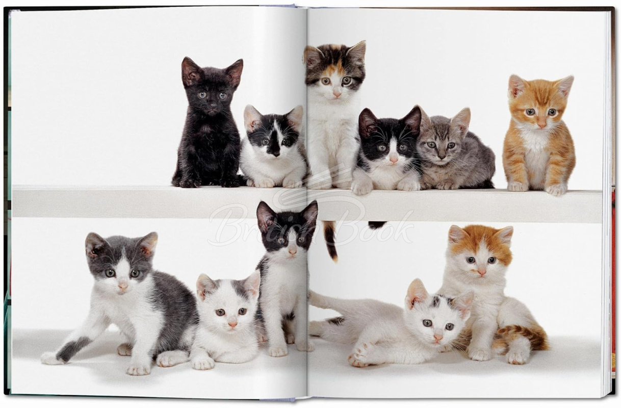 Книга Walter Chandoha. Cats. Photographs 1942–2018 зображення 2