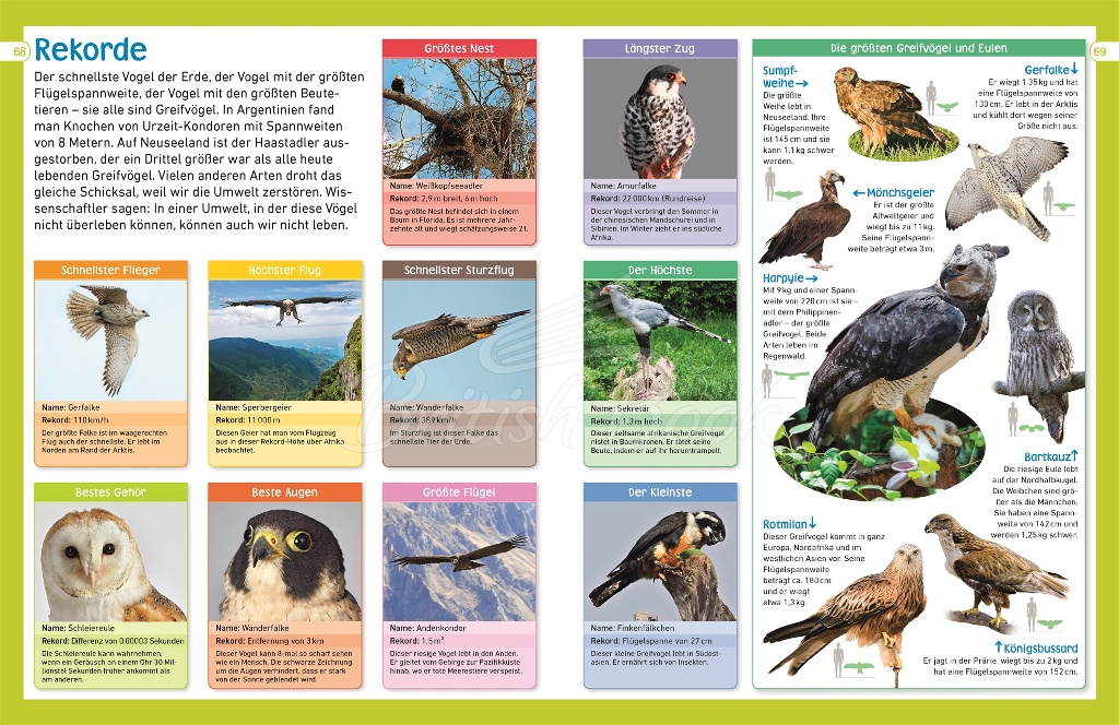 Книга memo Wissen entdecken: Greifvögel und Eulen изображение 3