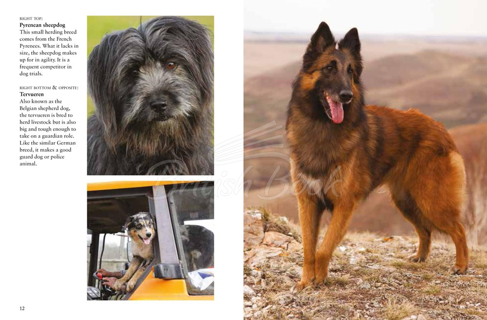Книга Dogs изображение 6