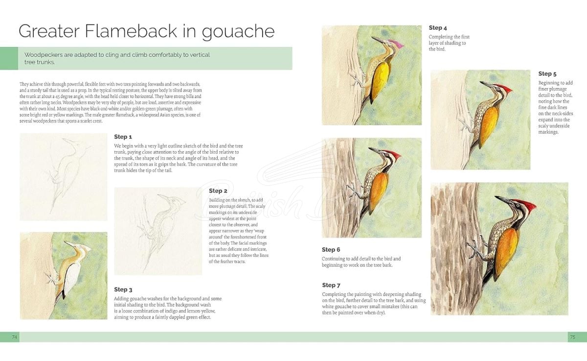 Книга Drawing Birds: A Complete Step-by-Step Guide изображение 2