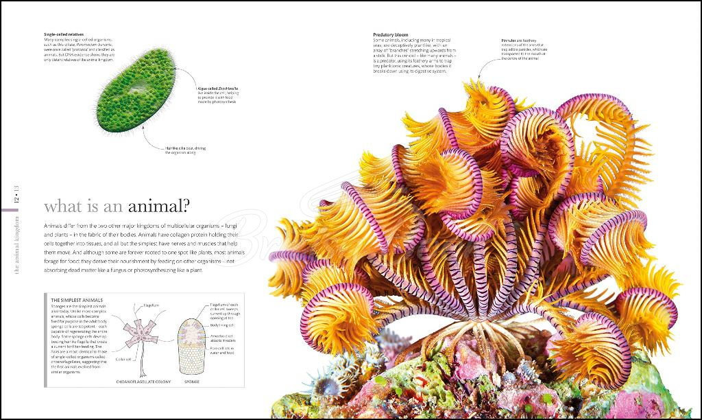 Книга The Science of Animals зображення 1
