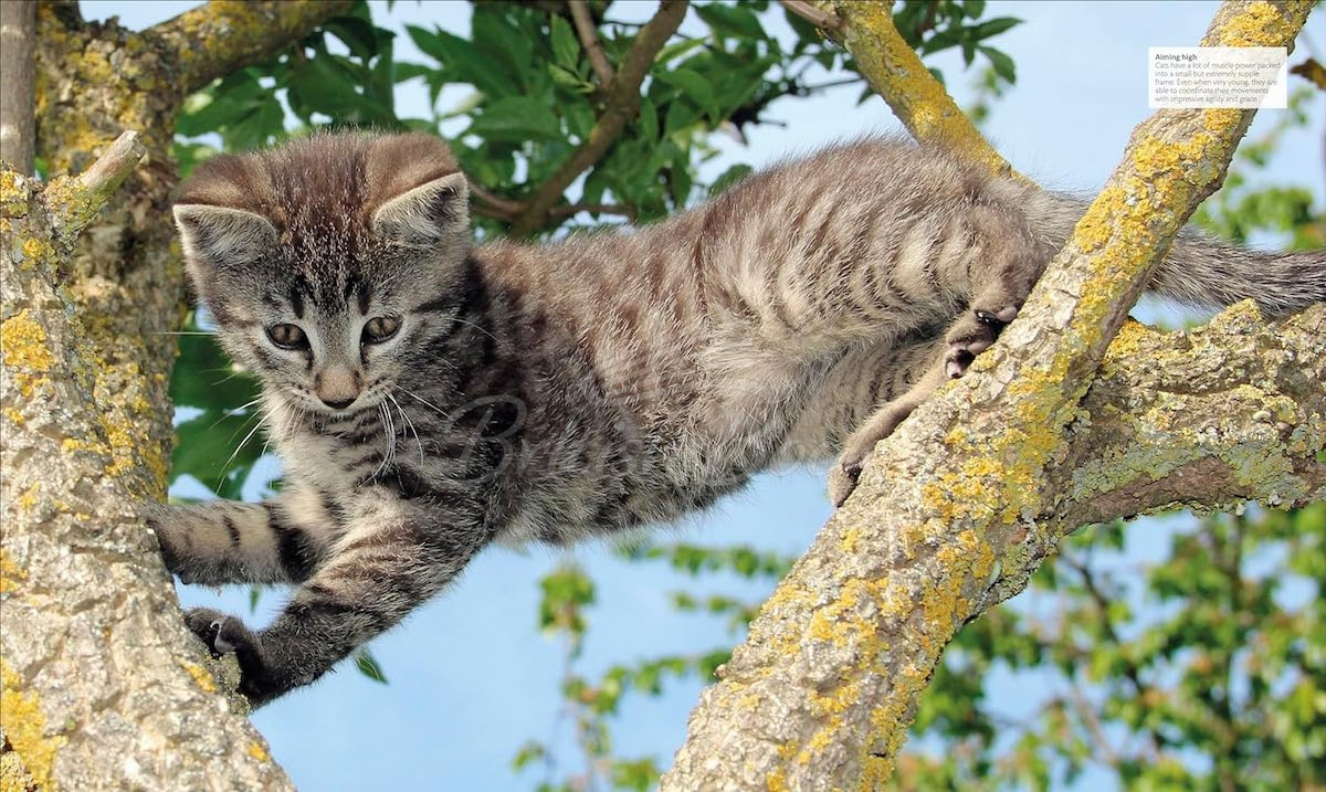 Книга The Cat Encyclopedia изображение 3