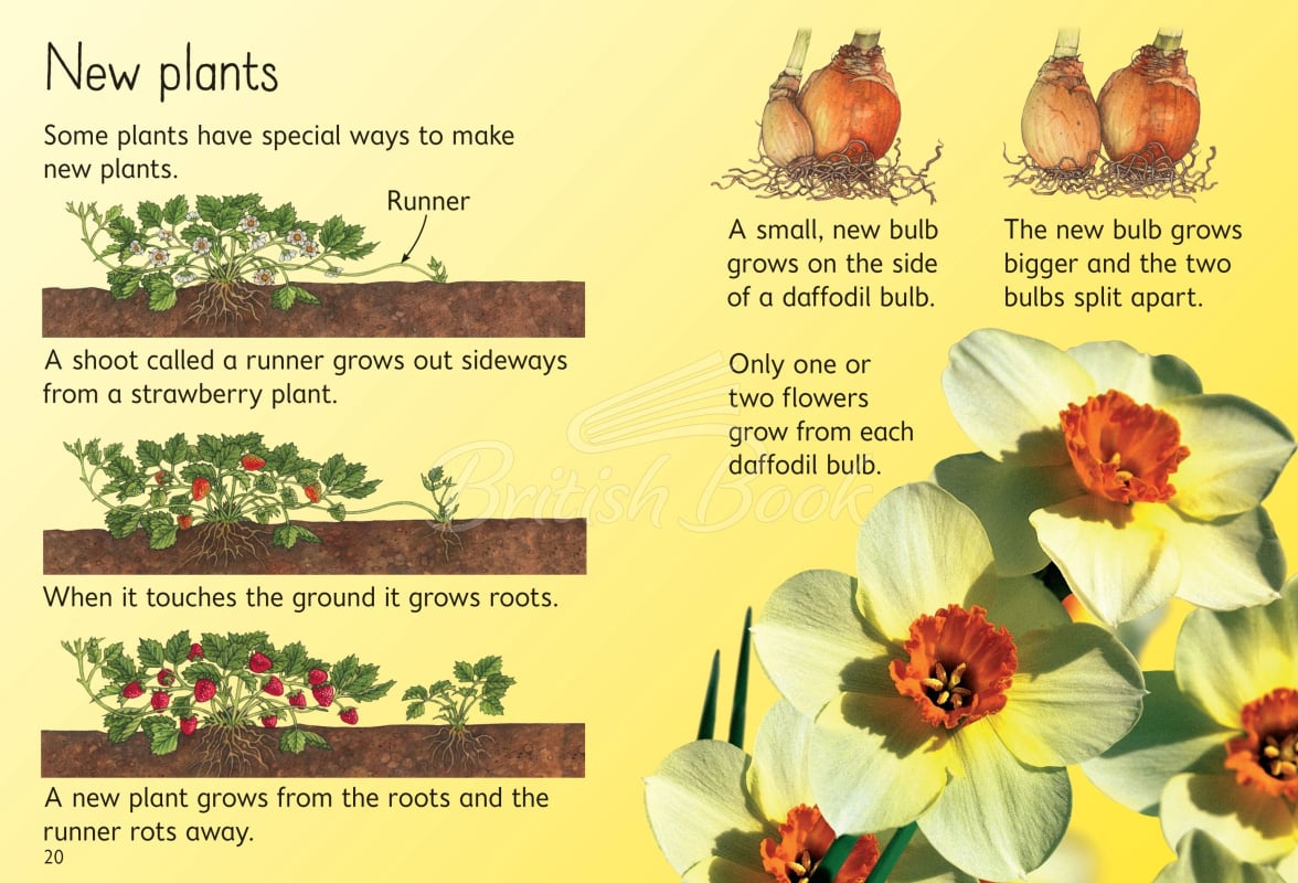Книга Usborne Beginners How Flowers Grow зображення 3