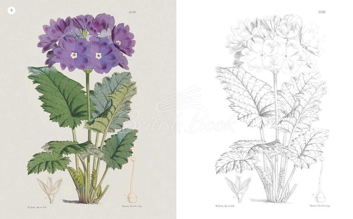 Книга The Kew Gardens Flowering Plants Colouring Book изображение 2
