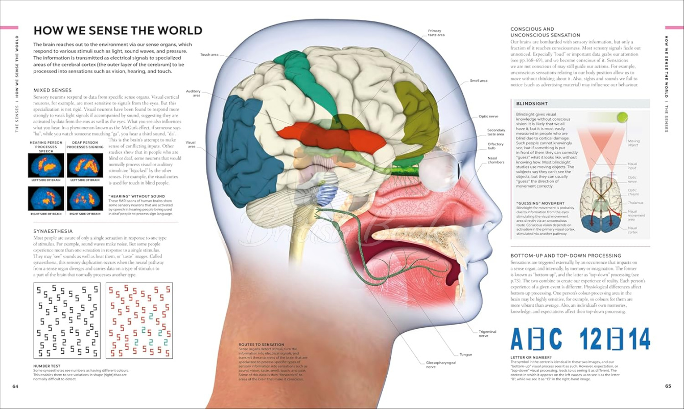 Книга The Brain Book: A Visual Guide to Structure and Function изображение 2