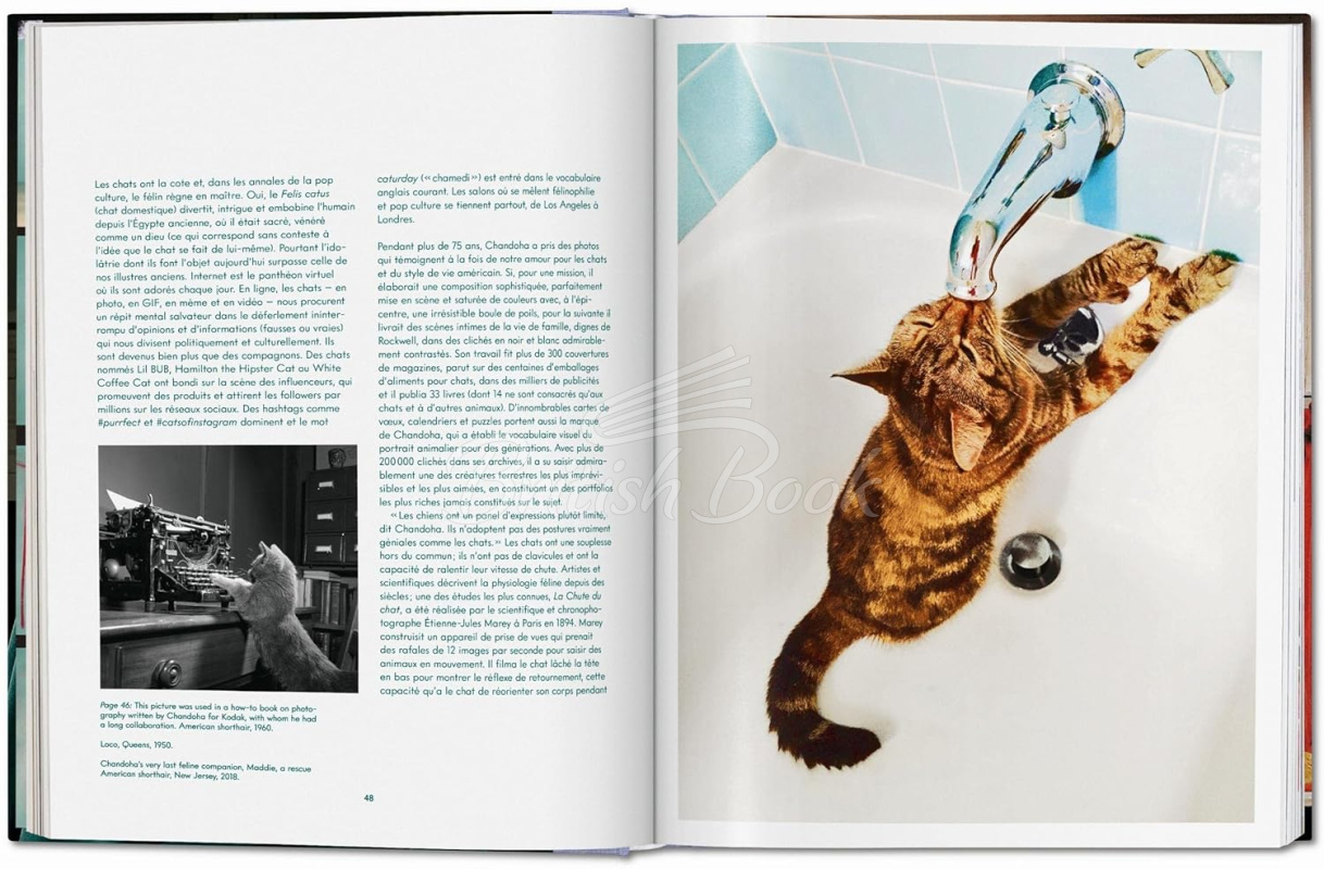 Книга Walter Chandoha. Cats. Photographs 1942–2018 зображення 7