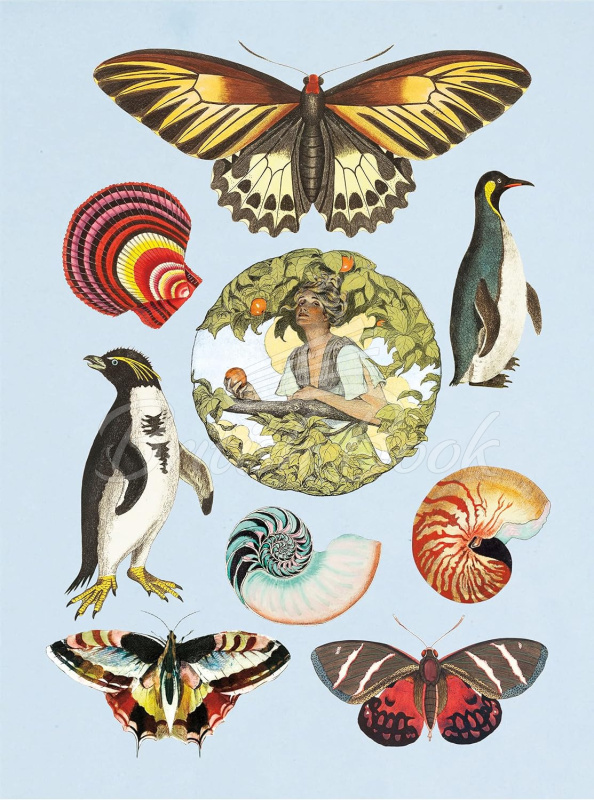 Книга The Antiquarian Sticker Book изображение 4