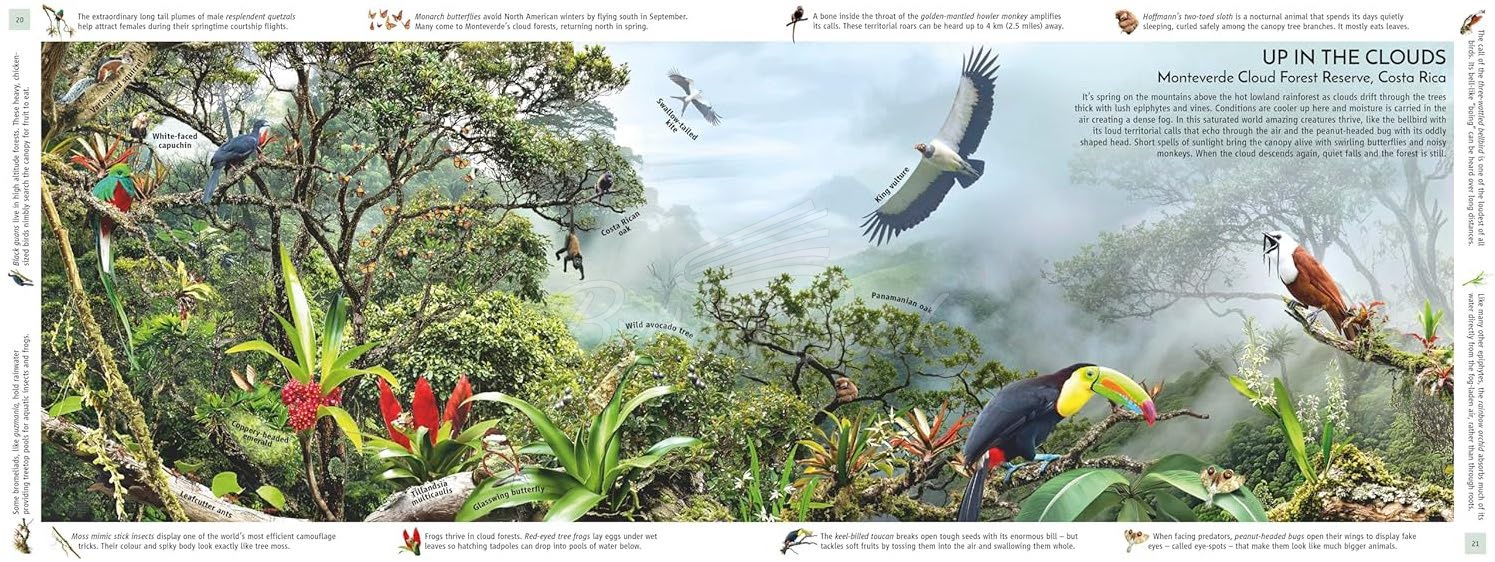 Книга Rainforest зображення 2