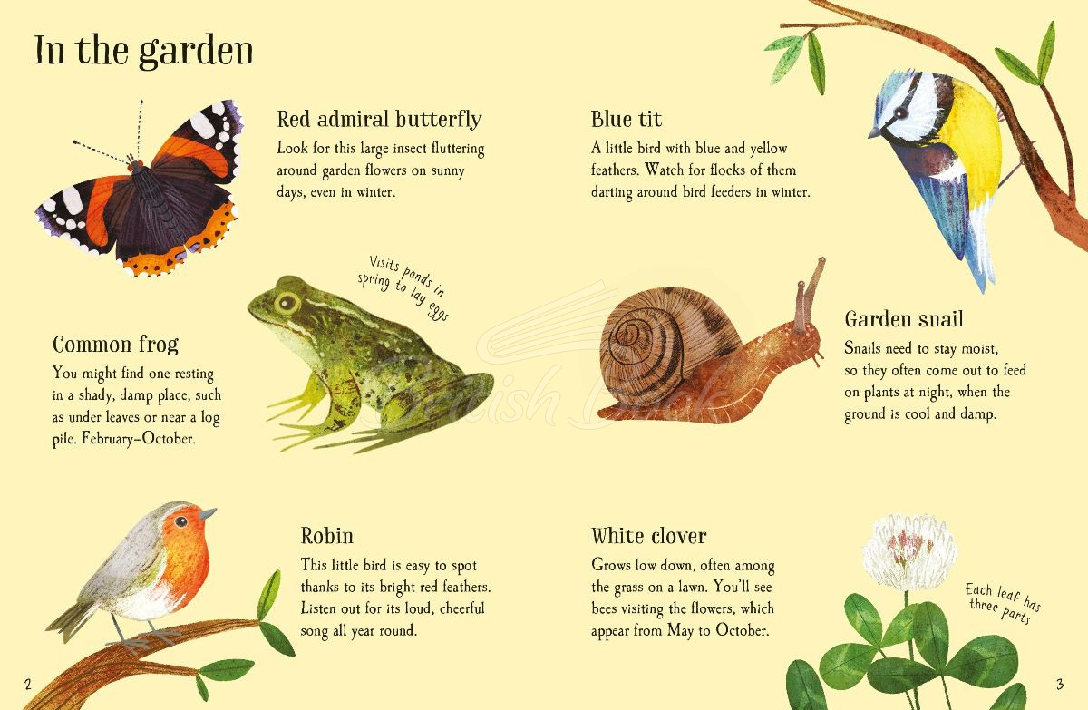 Книга Urban Wildlife to Spot изображение 1