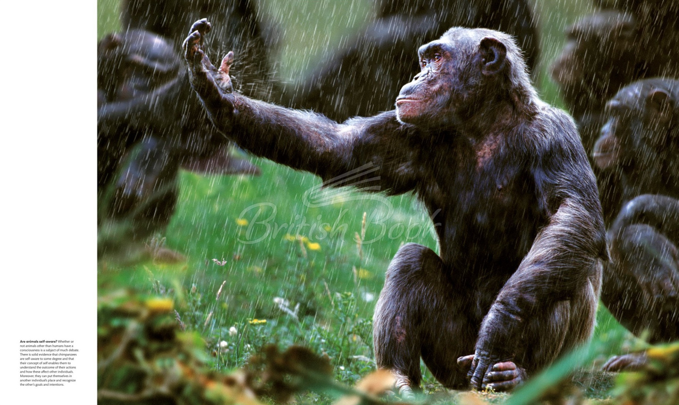 Книга Animal Behaviour: Stories of Instinct, Intelligence and Adaptation зображення 4