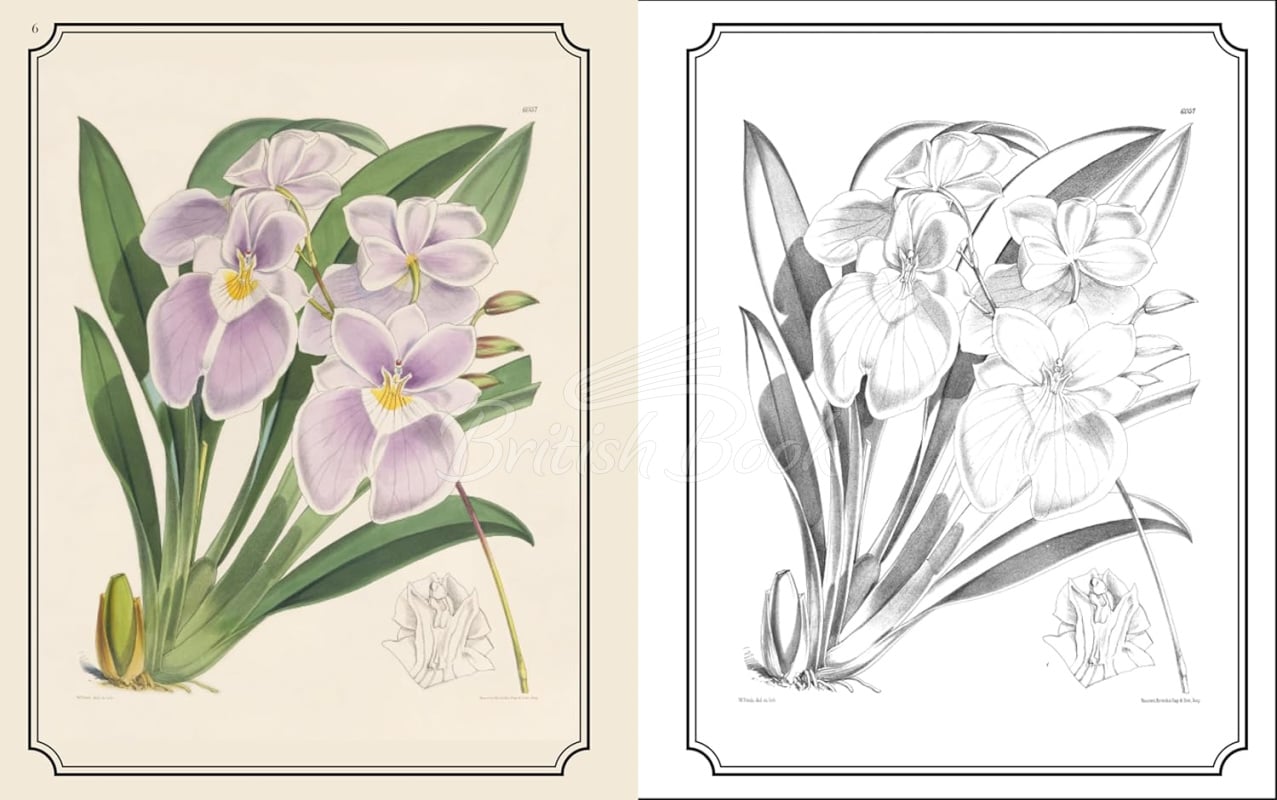 Книга The Kew Gardens Flowers Colouring Book зображення 3